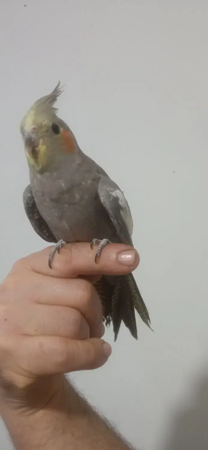 عروس هلندی نر|پرنده|مشهد, توس فردوسی|دیوار