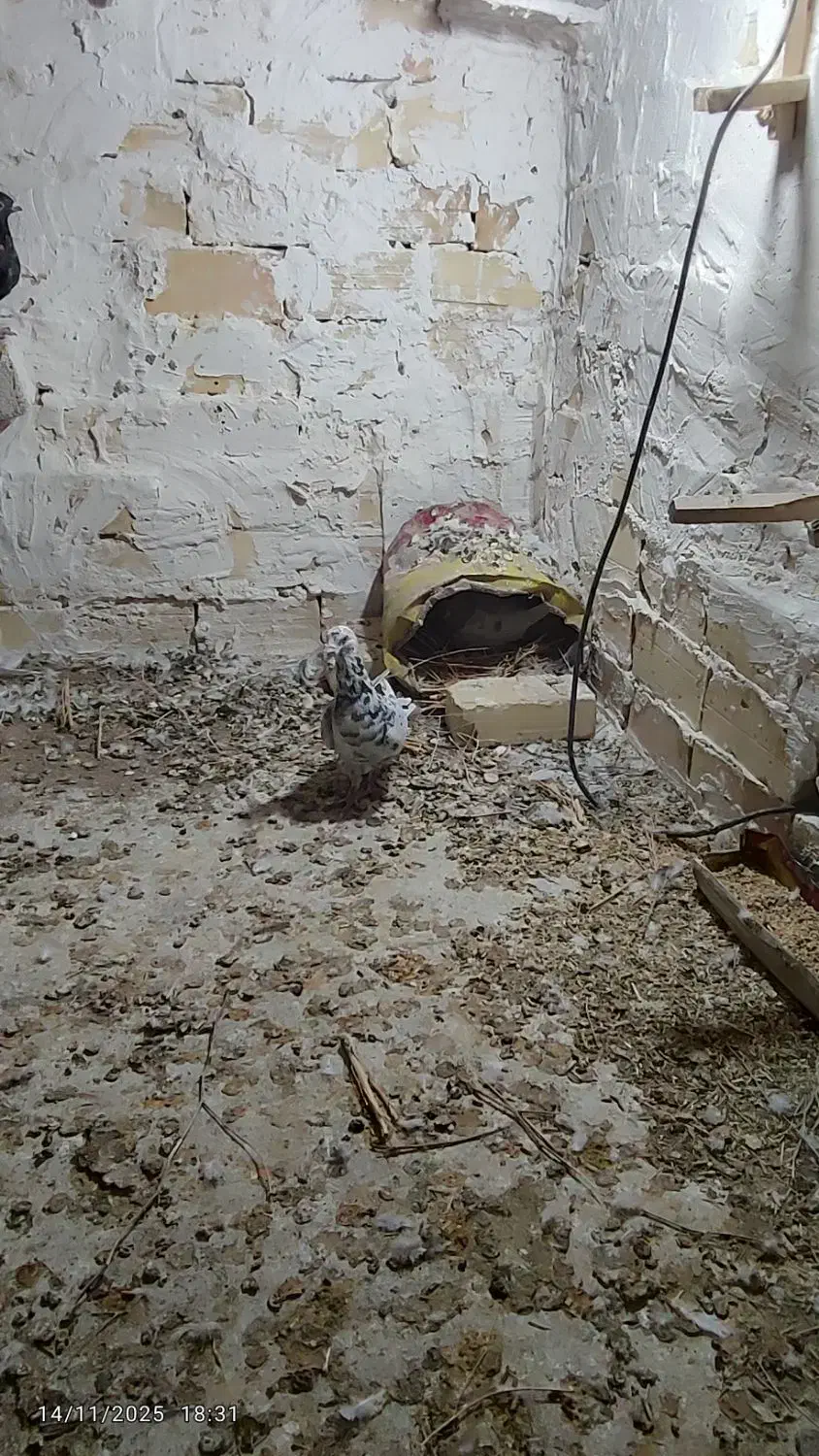 کفتر|پرنده|اسفراین, |دیوار