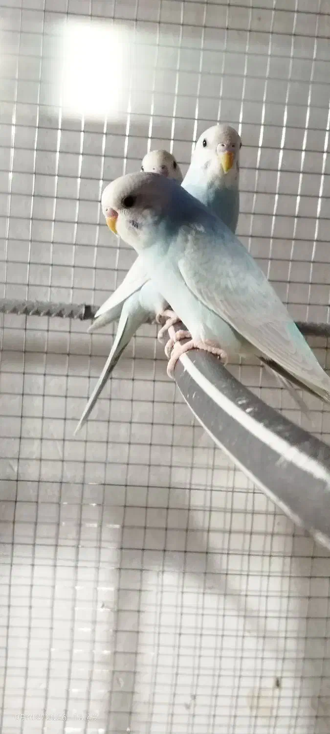 مرغ عشق|پرنده|تایباد, |دیوار