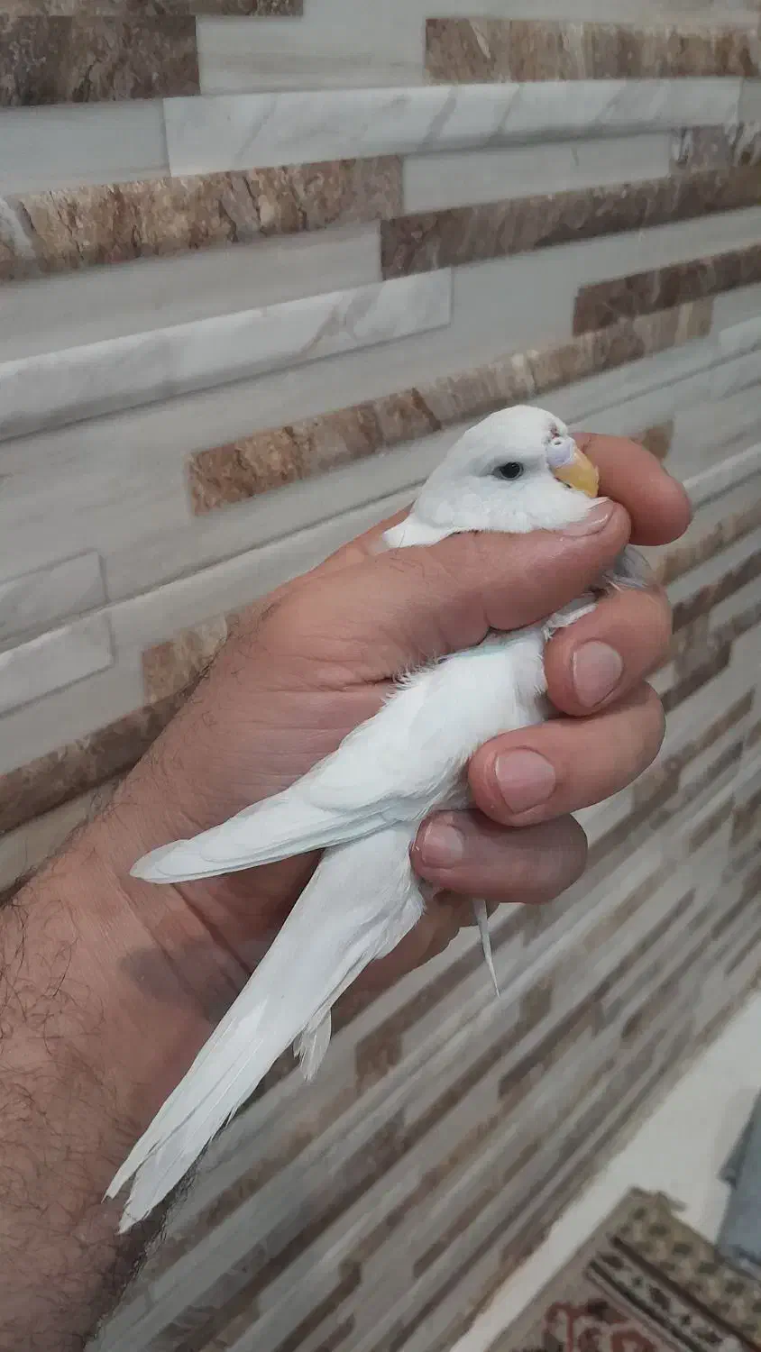 انگلیسی مرغ عشق سفید|پرنده|تهران, ائمه اطهار|دیوار