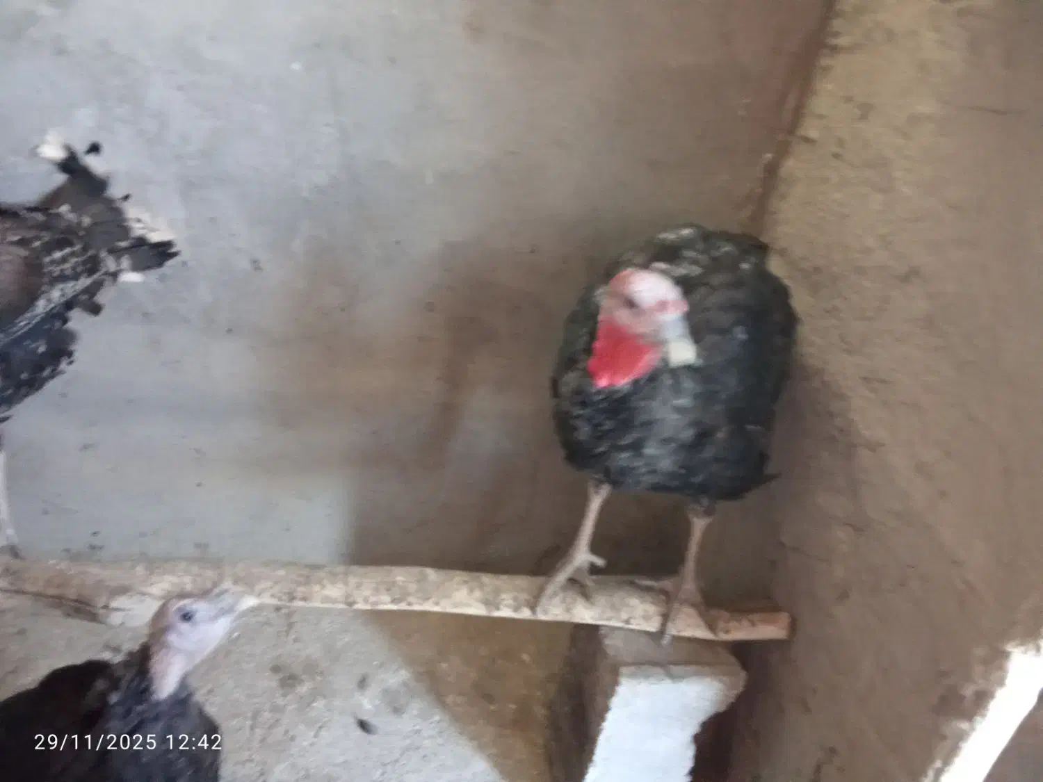 بوقلمون|حیوانات مزرعه|گلبهار, بیزکی|دیوار