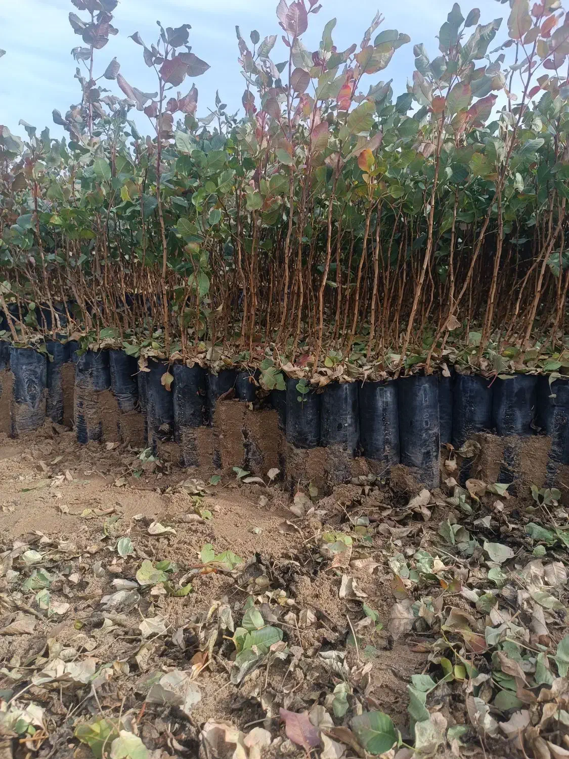 فروش نهال پسته|خدمات باغبانی و درختکاری|شیراز, سفیرشمالی|دیوار