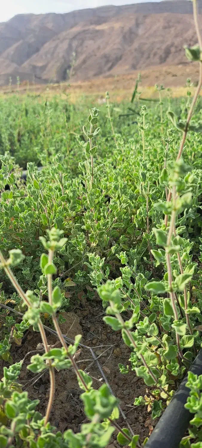 کارگرگلخانه|استخدام صنعتی، فنی، مهندسی|حاجی آباد, |دیوار