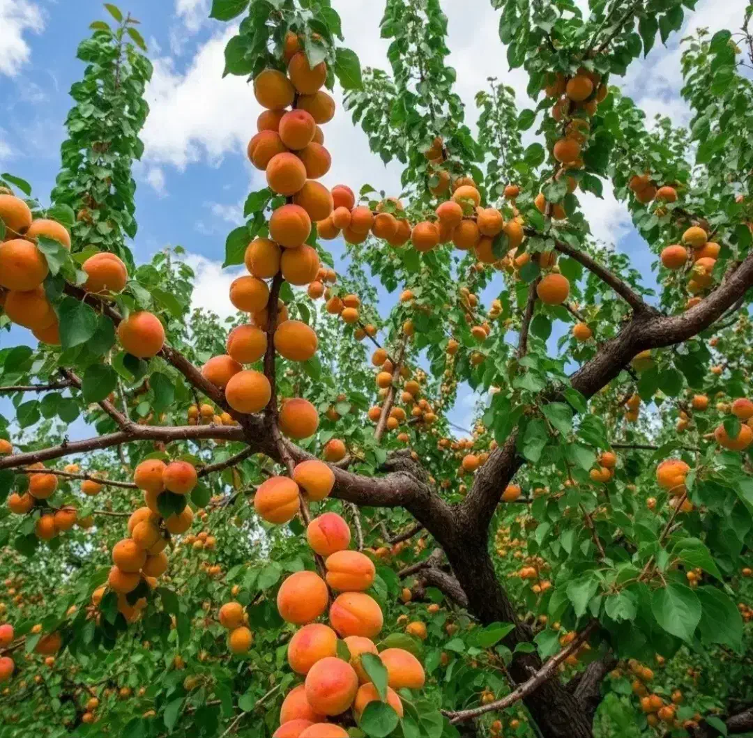 نمایندگی رسمی نهال میوه در غرب نهال|خدمات باغبانی و درختکاری|بروجرد, |دیوار