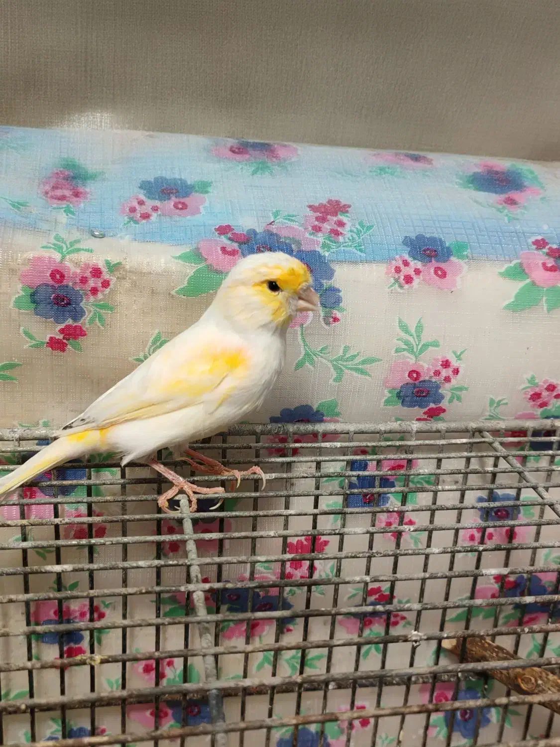 فروش قناری نر باکیفیت|پرنده|بهشهر, |دیوار