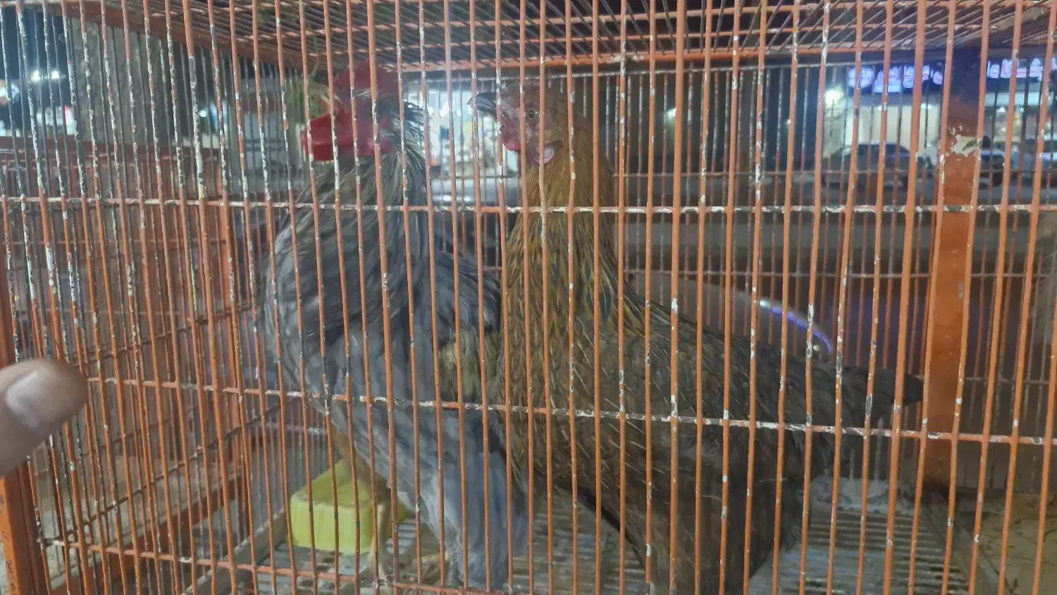 فروش دو خروس و ۴ مرغ|حیوانات مزرعه|لار, |دیوار