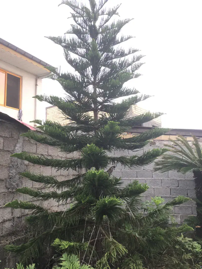 کاج مطبق، کاج، مطبق|گل و گیاه طبیعی|رشت, گلسار|دیوار