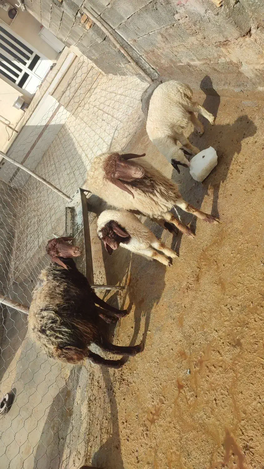 میش و بره|حیوانات مزرعه|کرمانشاه, |دیوار