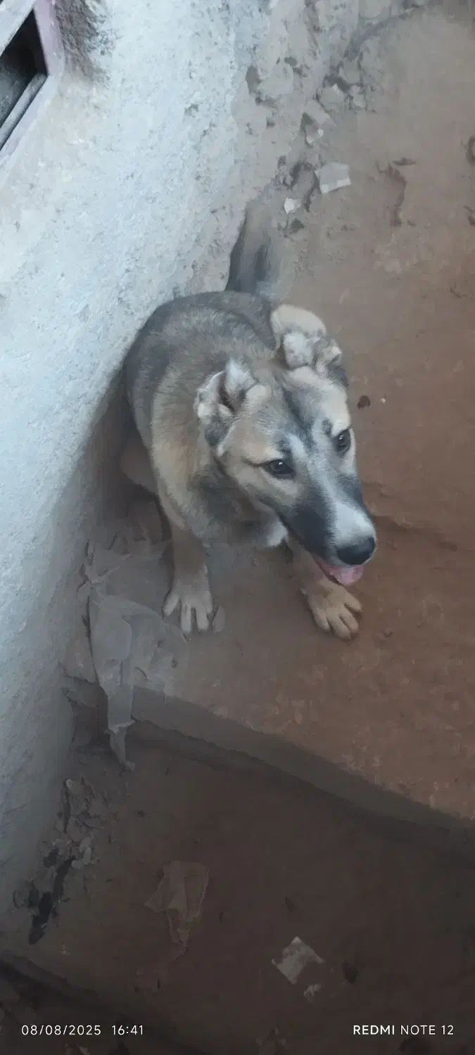 سگ سرابی|سگ|مشهد, همت آباد|دیوار