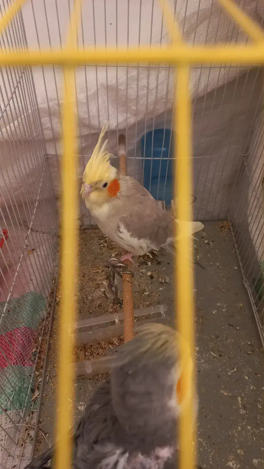 یه جفت عروس هلندی|پرنده|کرمان, |دیوار