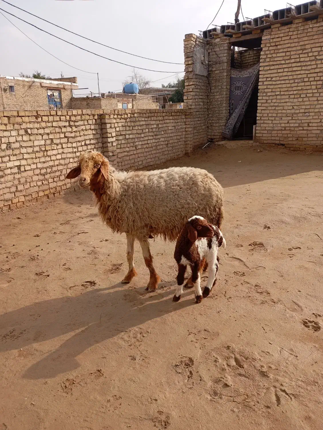 گوسفند مطفل|حیوانات مزرعه|حمیدیه, |دیوار