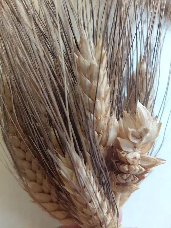 کاه|عمده‌فروشی|کارزان, |دیوار