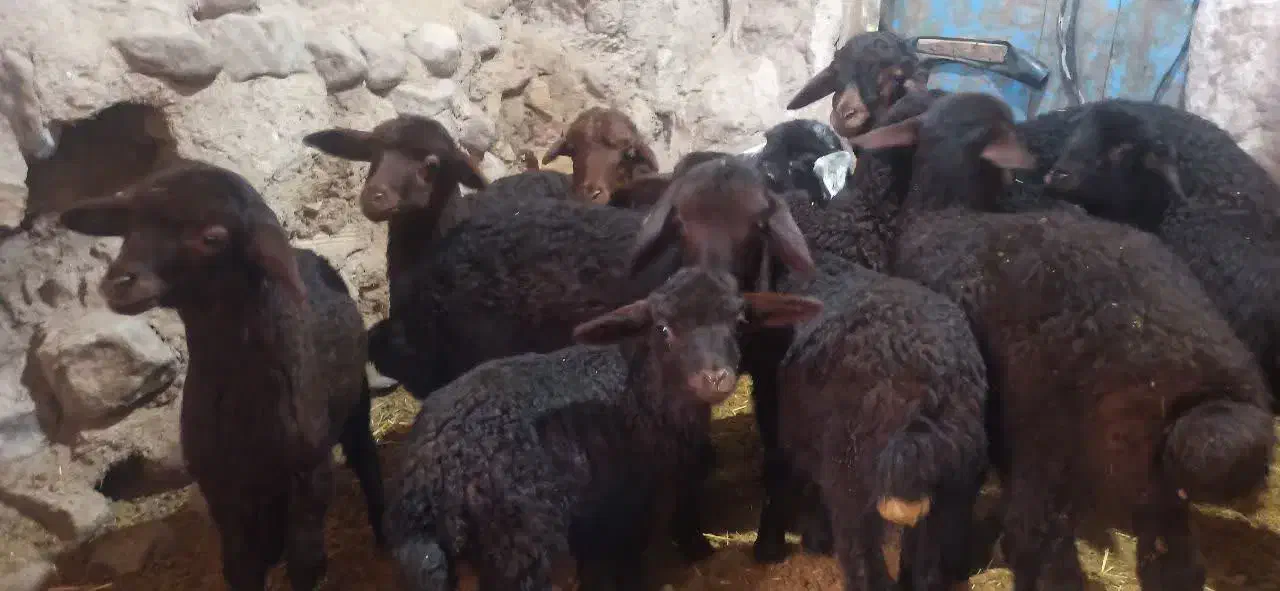 میش و بره|حیوانات مزرعه|سرولایت, |دیوار