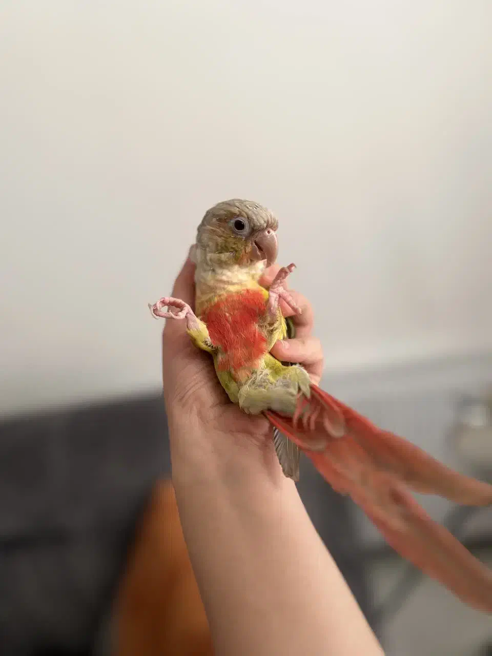 گرینچیک آناناسی دبل رد دستی|پرنده|قم, هنرستان|دیوار