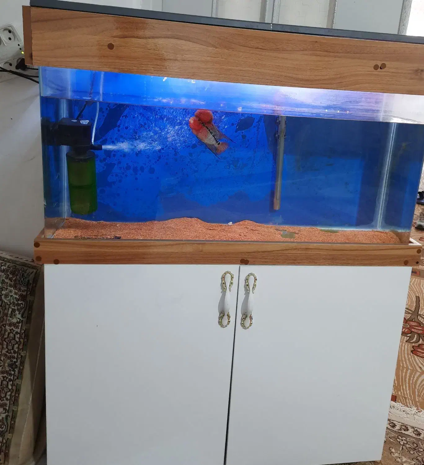 آکواریم|ماهی|سرپل ذهاب, |دیوار