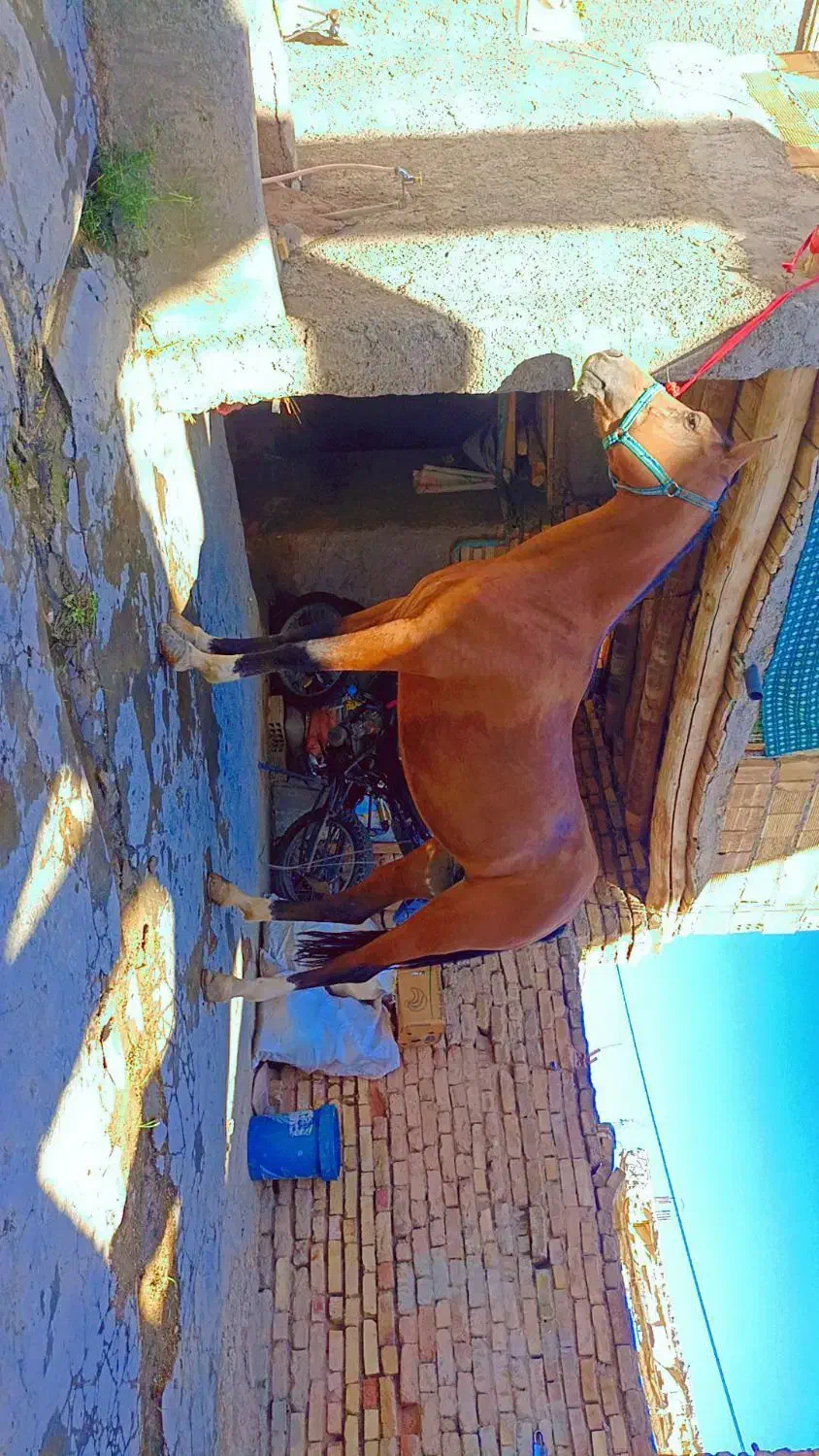 اسب مادیان ۸ما آبستن|حیوانات مزرعه|فریدونشهر, |دیوار