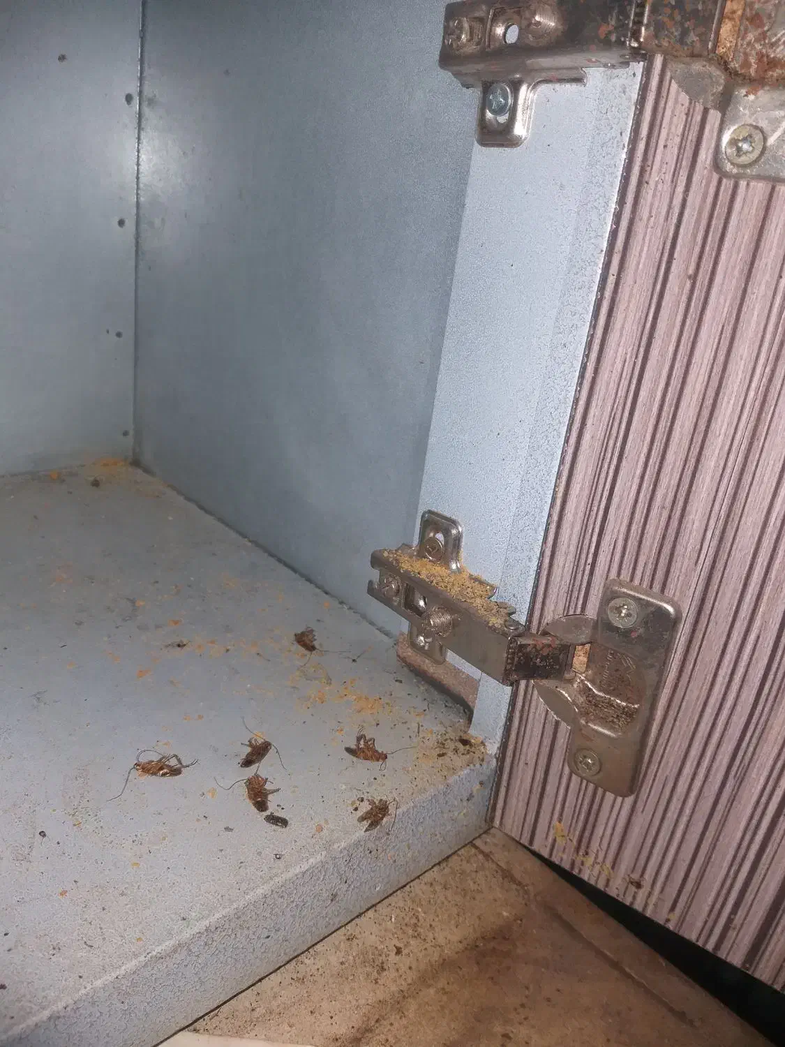 فروش سم|لوازم نظافت|بندر ماهشهر, |دیوار