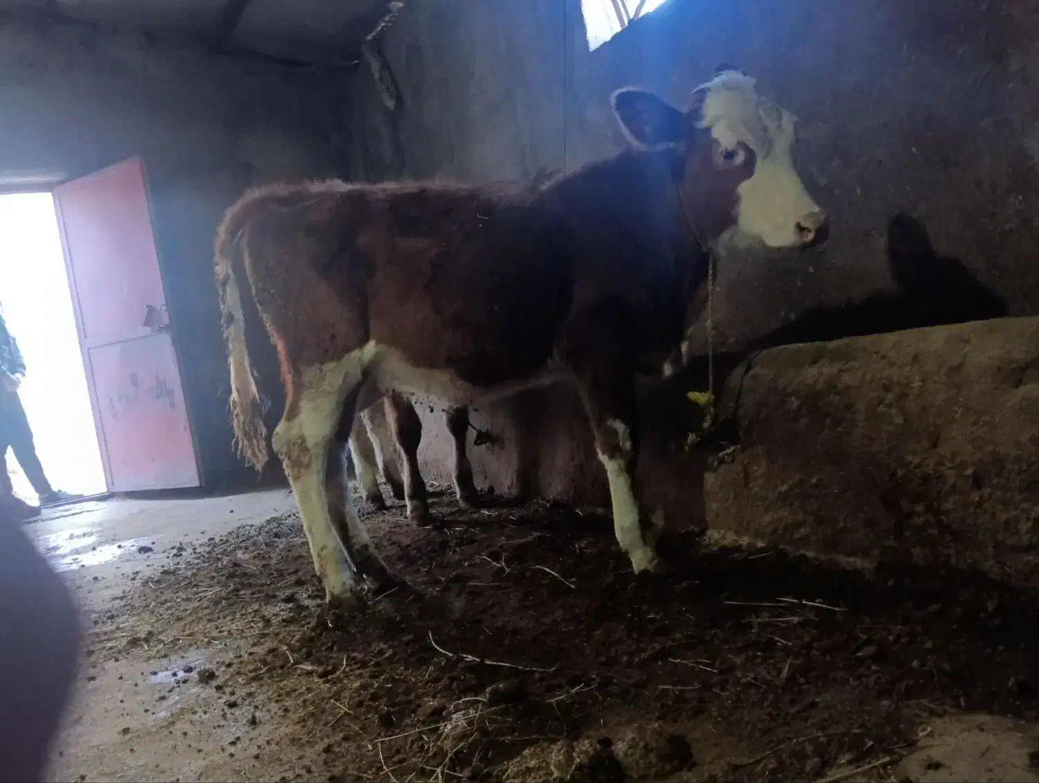 گوساله ماده|حیوانات مزرعه|نظر کهریزی, |دیوار