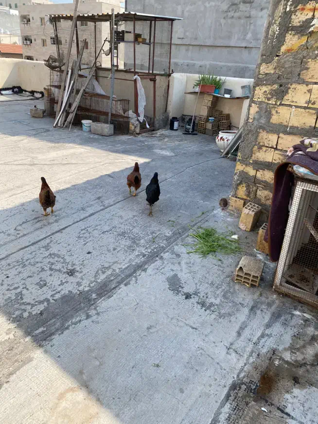 مرغ محلی ۳ عدد|حیوانات مزرعه|بندرعباس, |دیوار