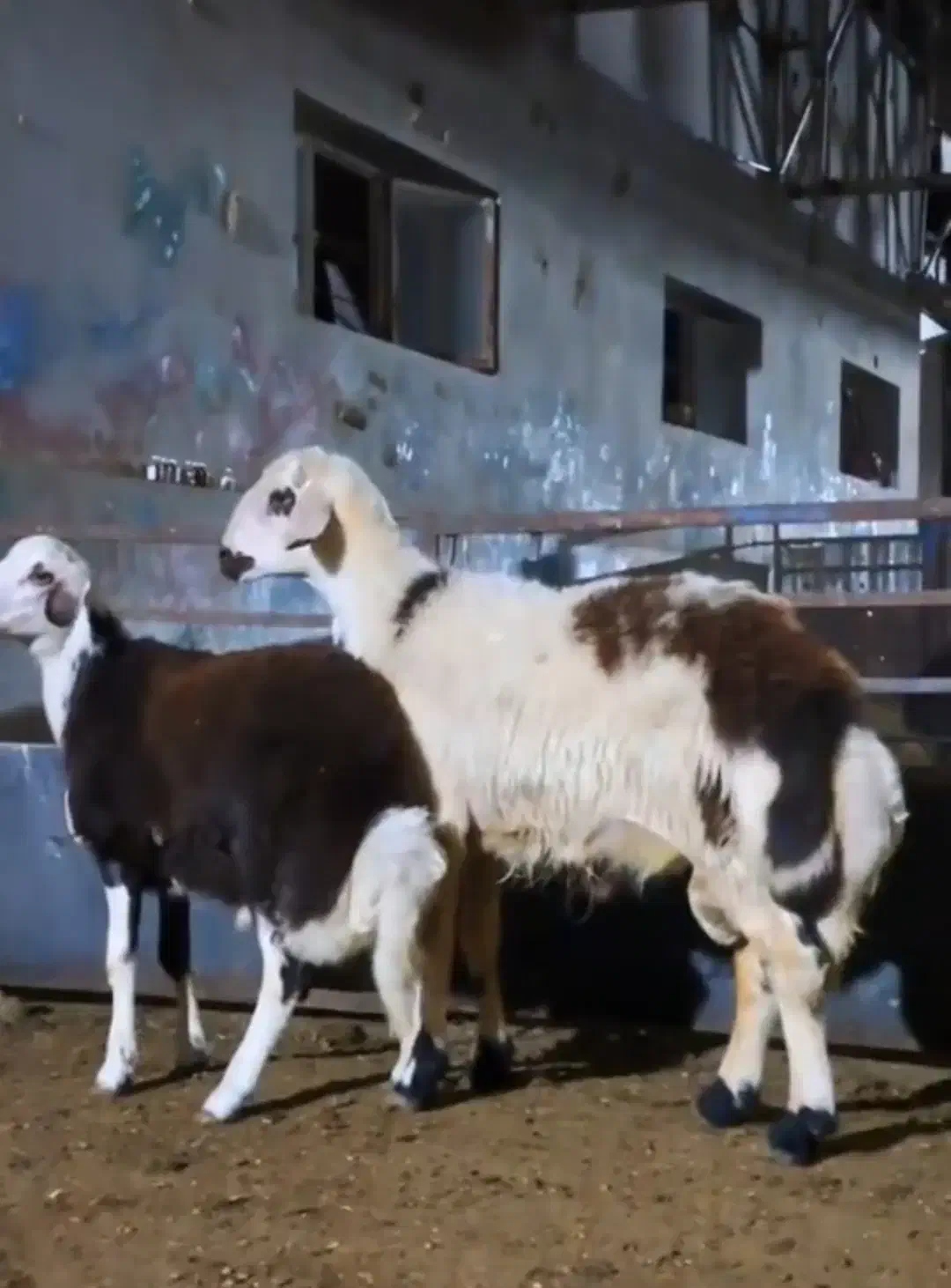 بره قوچ|حیوانات مزرعه|تربت جام, جلگه موسی آباد|دیوار