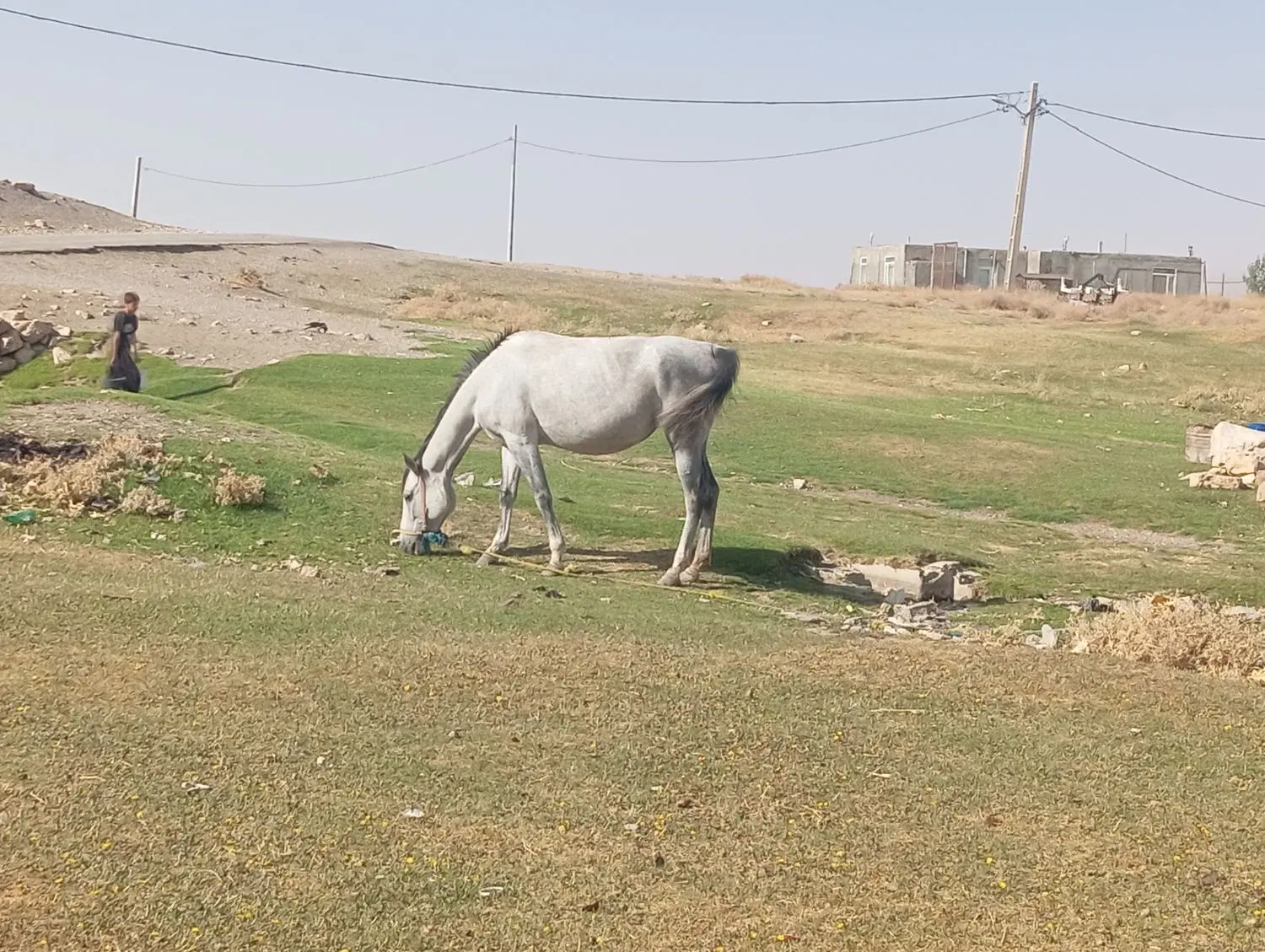 اسب|اسب و تجهیزات اسب‌سواری|الیگودرز, |دیوار
