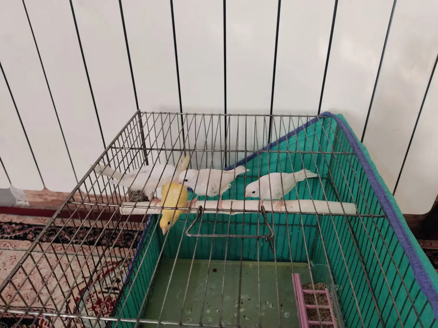 قناری|پرنده|کرمانشاه, |دیوار