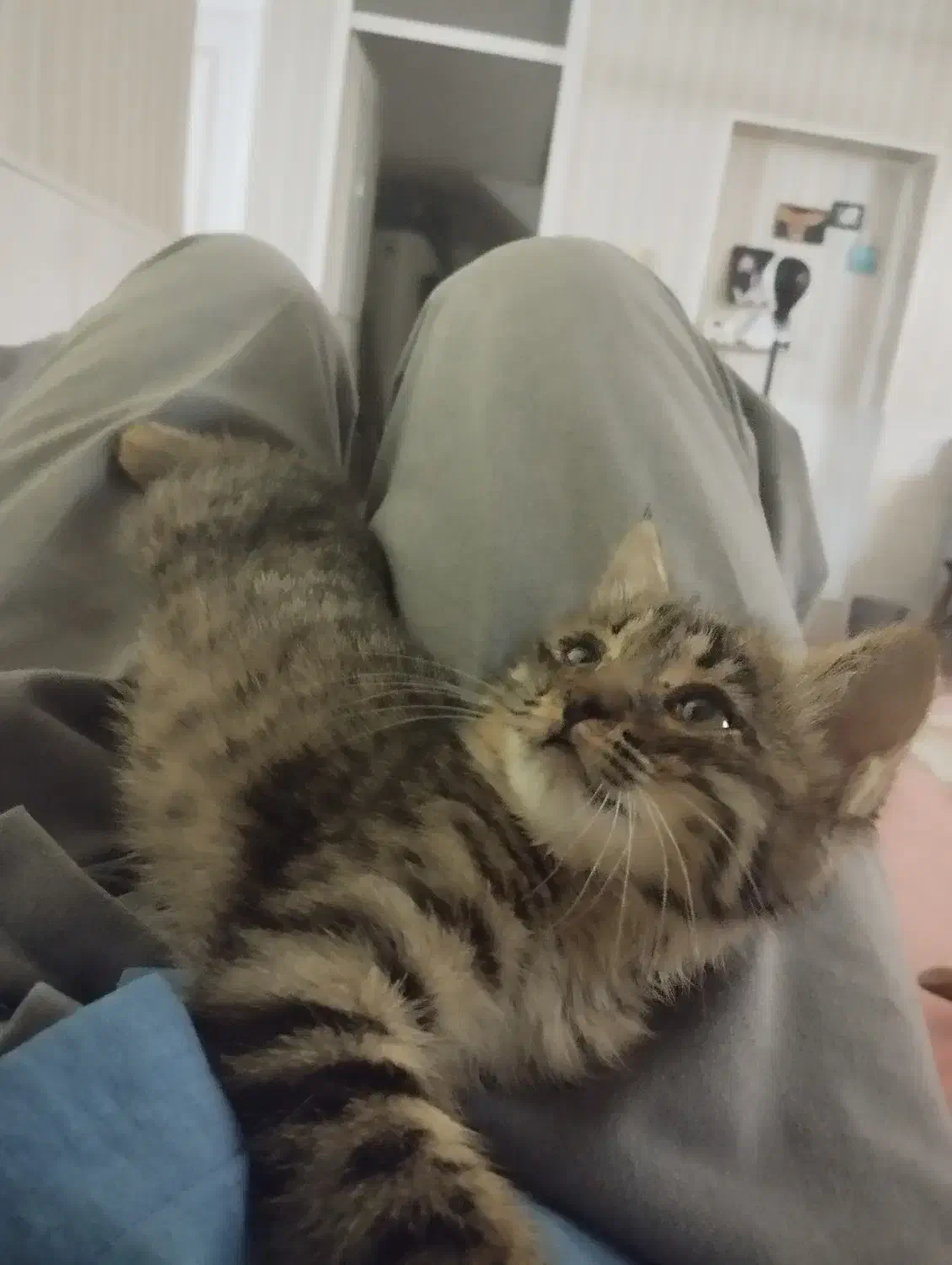 بچه گربه خیلی بازیگوش|گربه|یزد, |دیوار