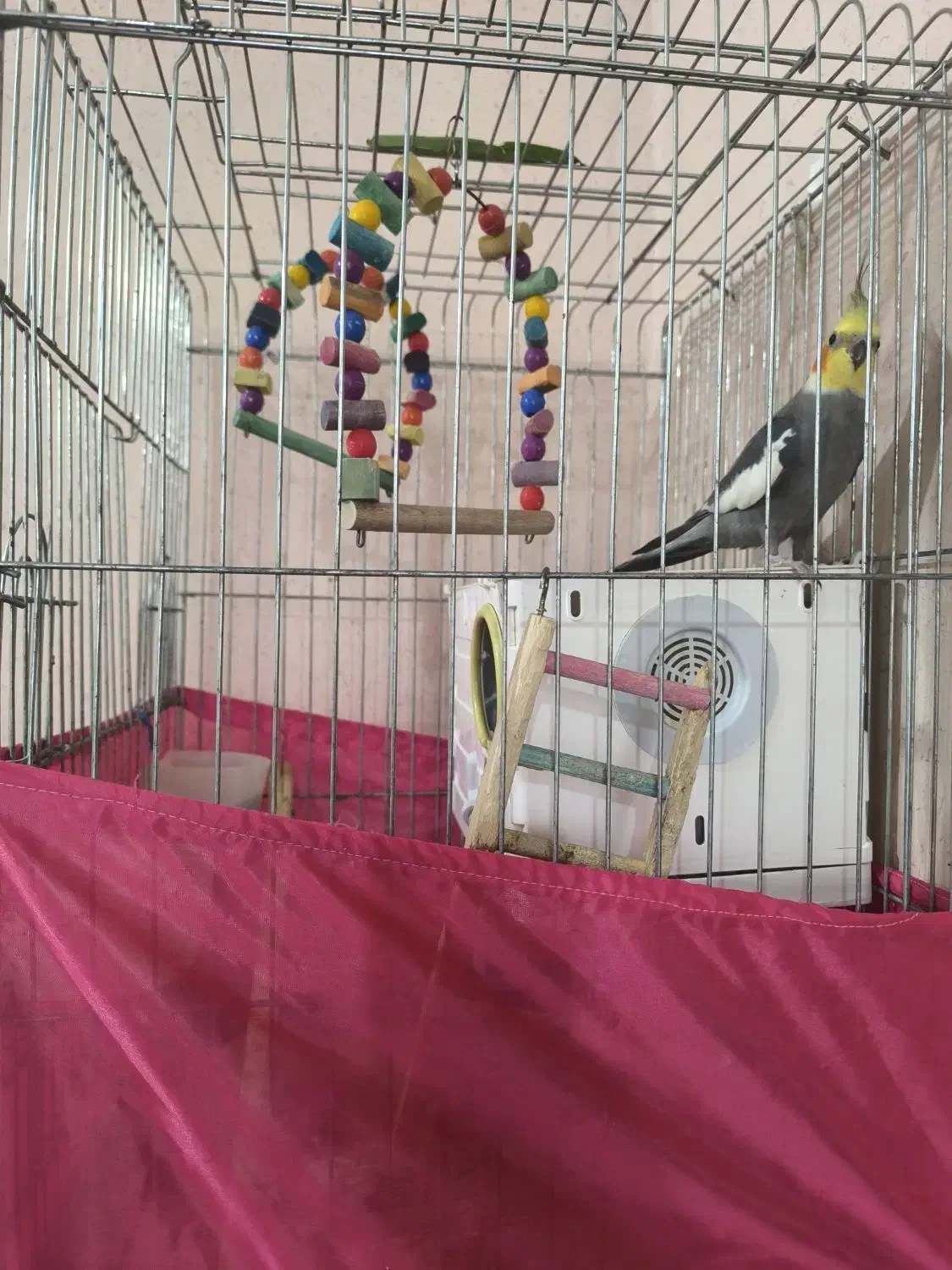 عروس هلندی|پرنده|خرمشهر, |دیوار