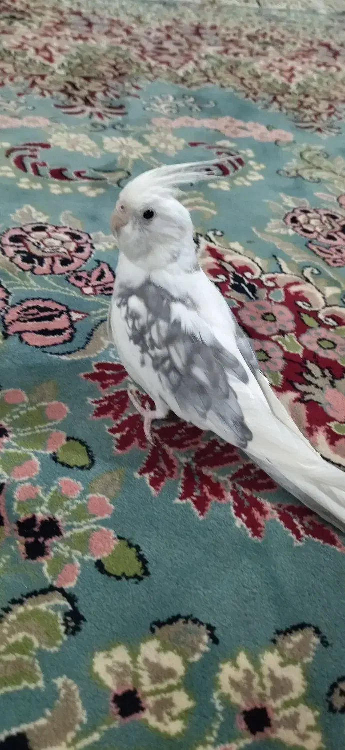 عروس هلندی نر|پرنده|خاش, |دیوار