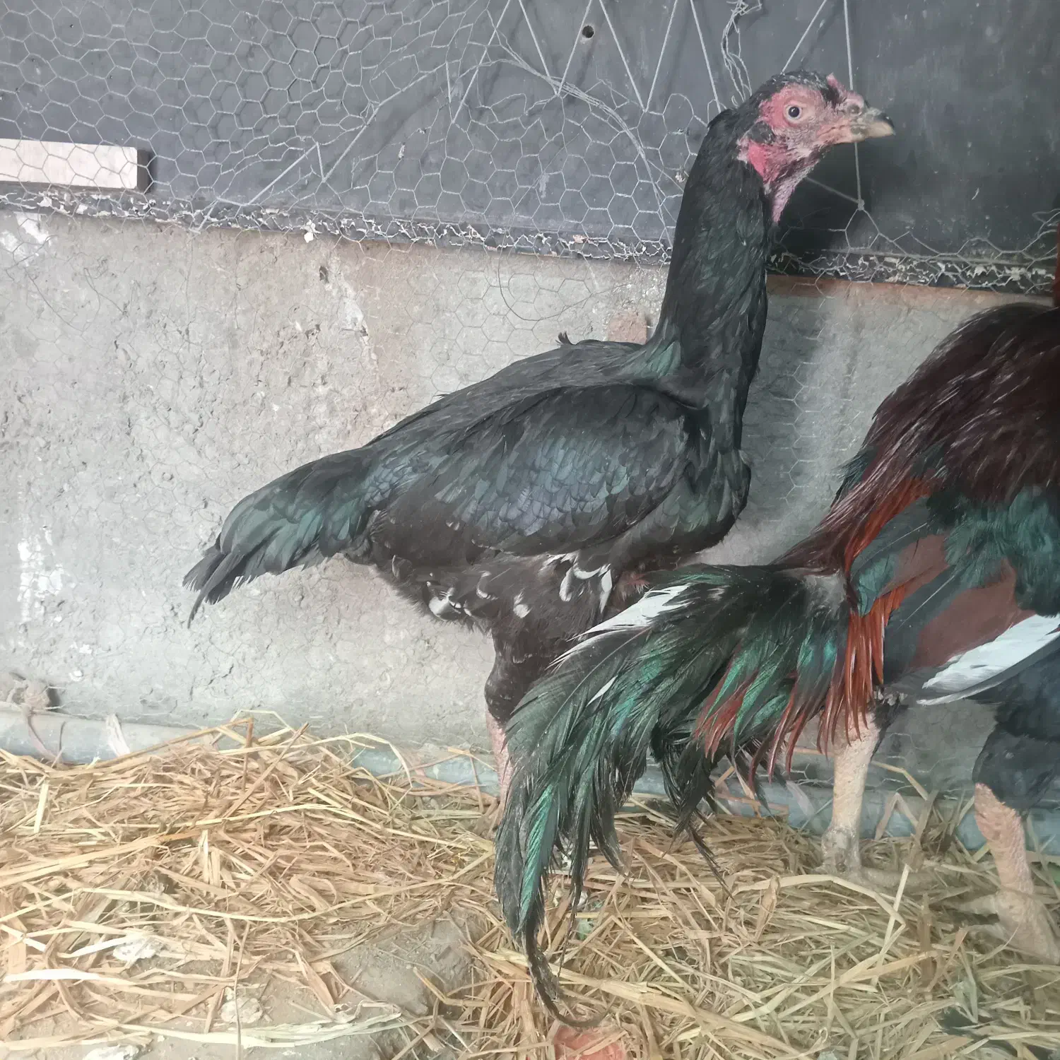 مرغ خروس|حیوانات مزرعه|سراوان, |دیوار