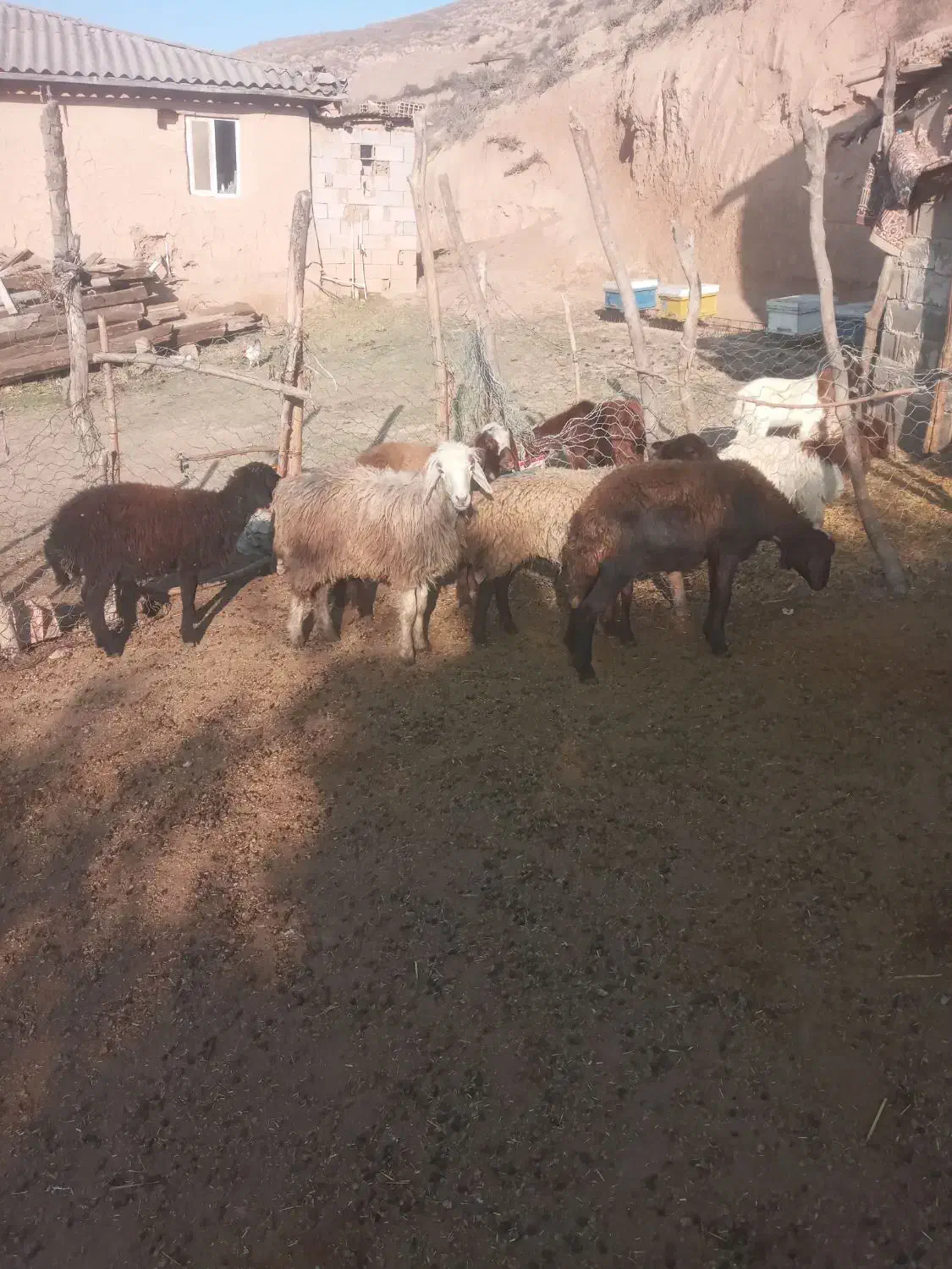 بره توقلی وگوسفند|حیوانات مزرعه|مراوه, |دیوار