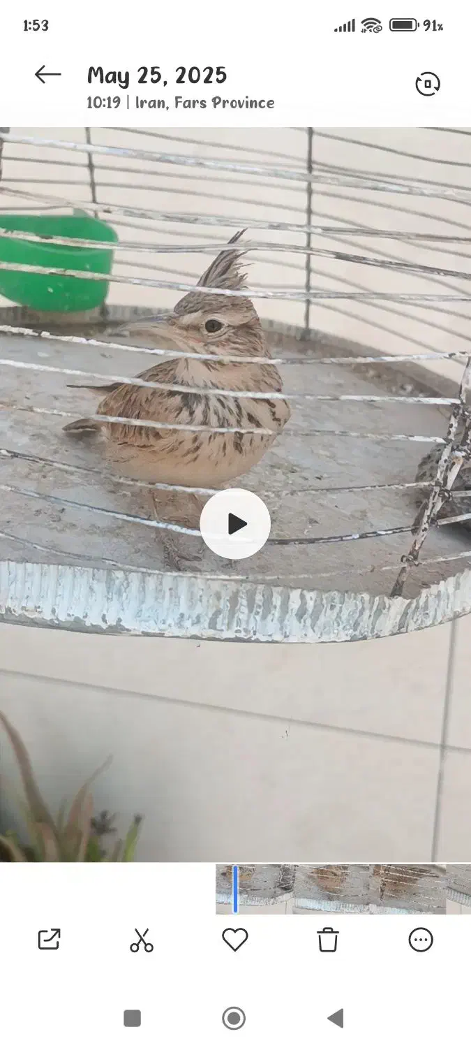 پرنده گمشده|پرنده|مرودشت, استادیوم|دیوار