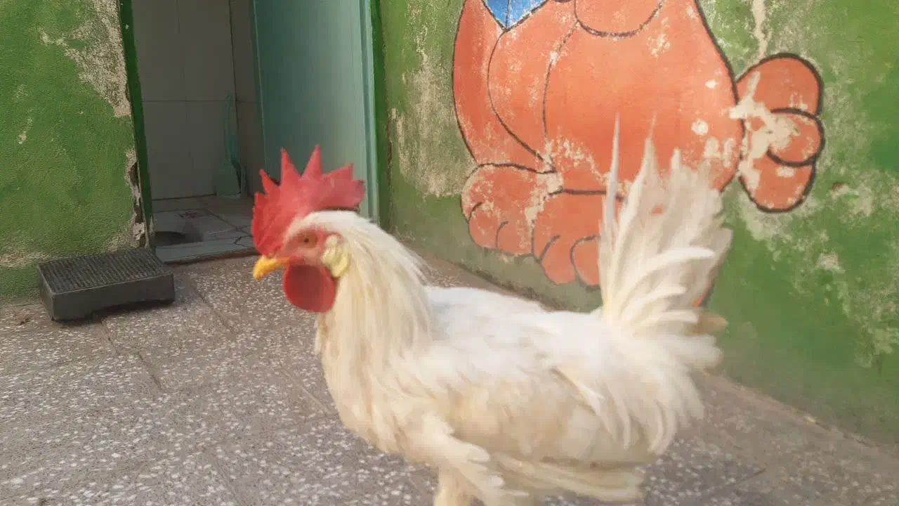 خروش ماشینی ۸ ماهه|حیوانات مزرعه|قم, نیروگاه|دیوار