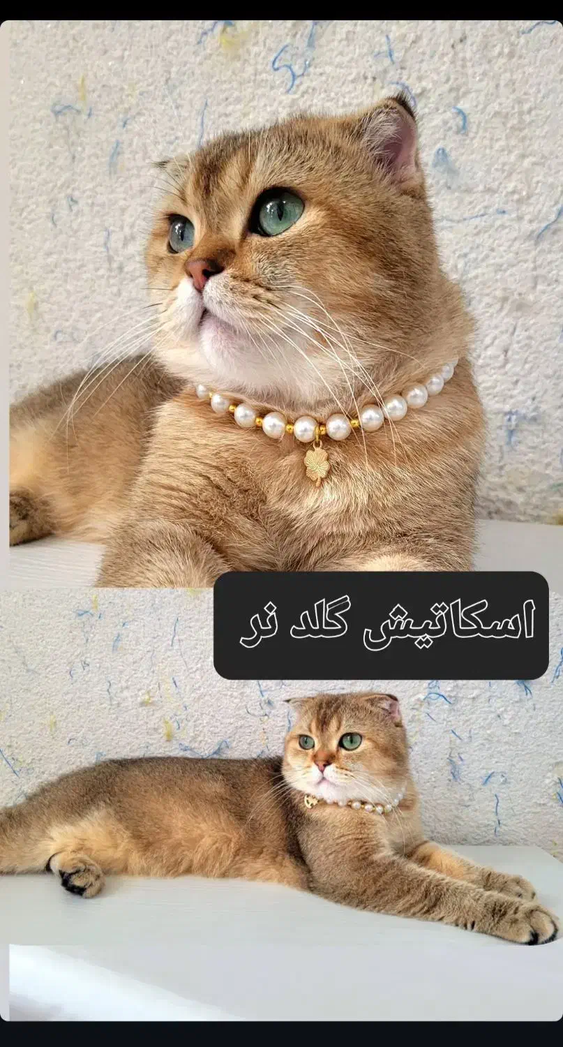 گربه طلایی بالغ|گربه|اهواز, ۲۴ متری|دیوار