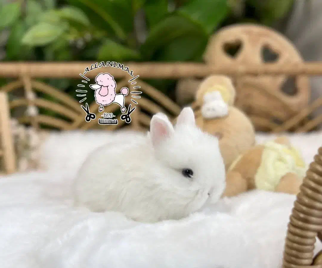 جرسی|موش و خرگوش|اصفهان, جلفا|دیوار