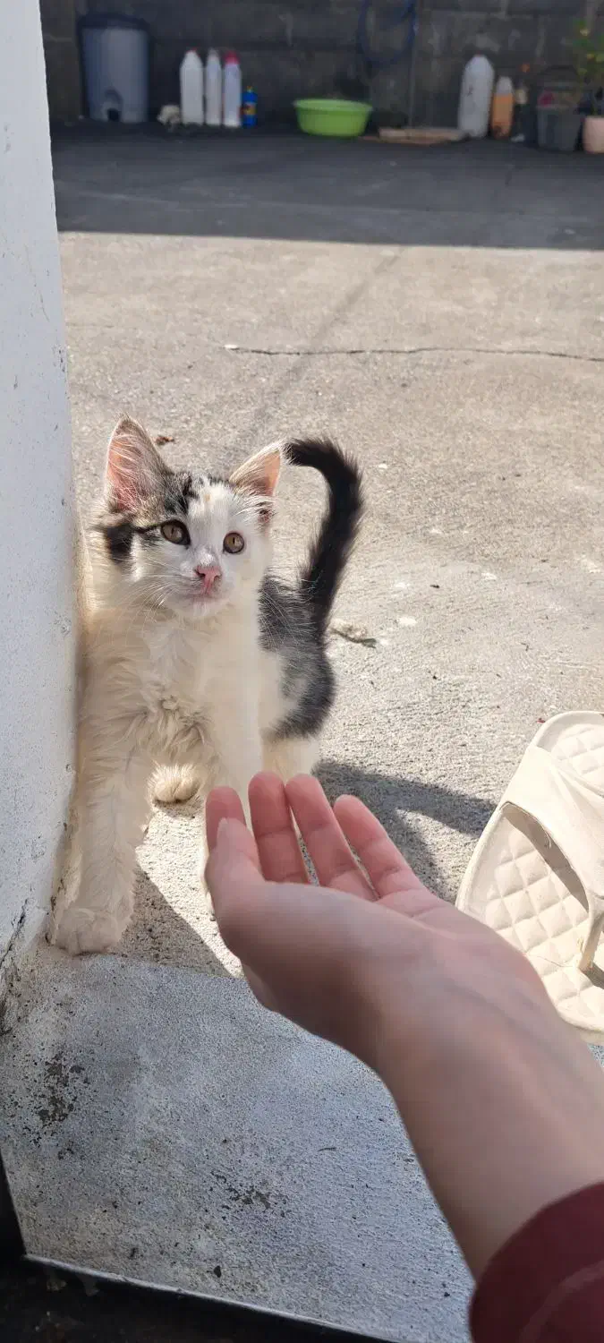 بچه گربه دیش ۳ماهه|گربه|بندر انزلی, معلم|دیوار