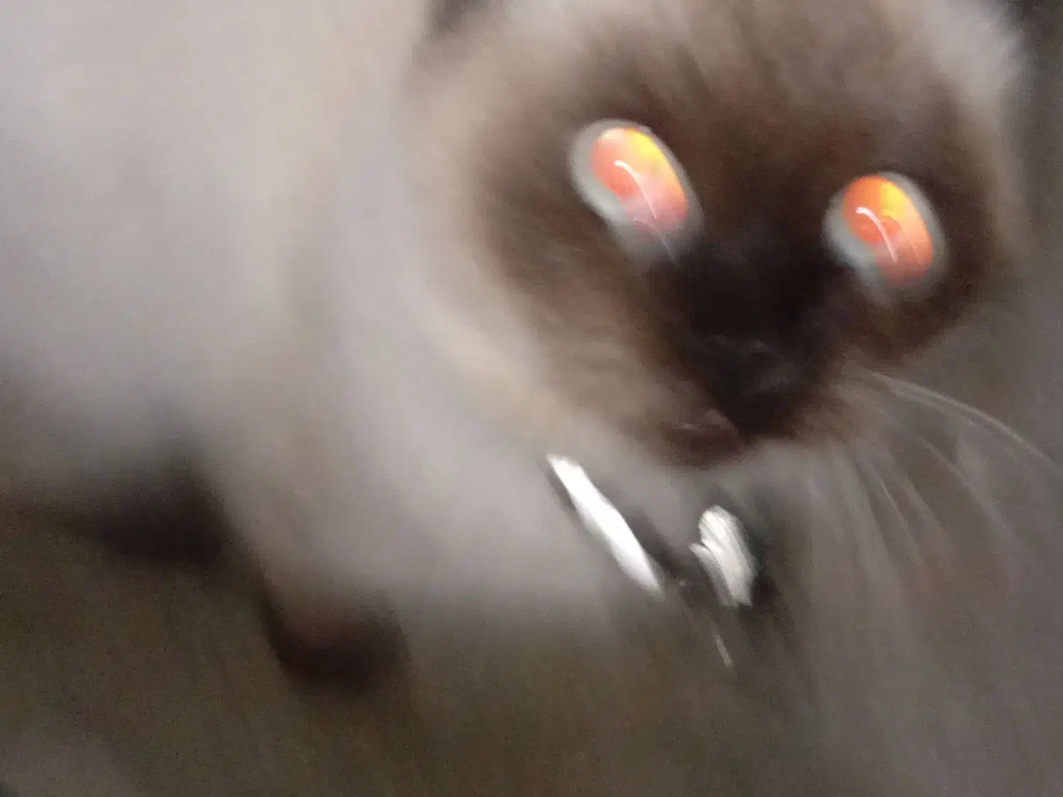 گربه سیامی|گربه|قیدار, |دیوار