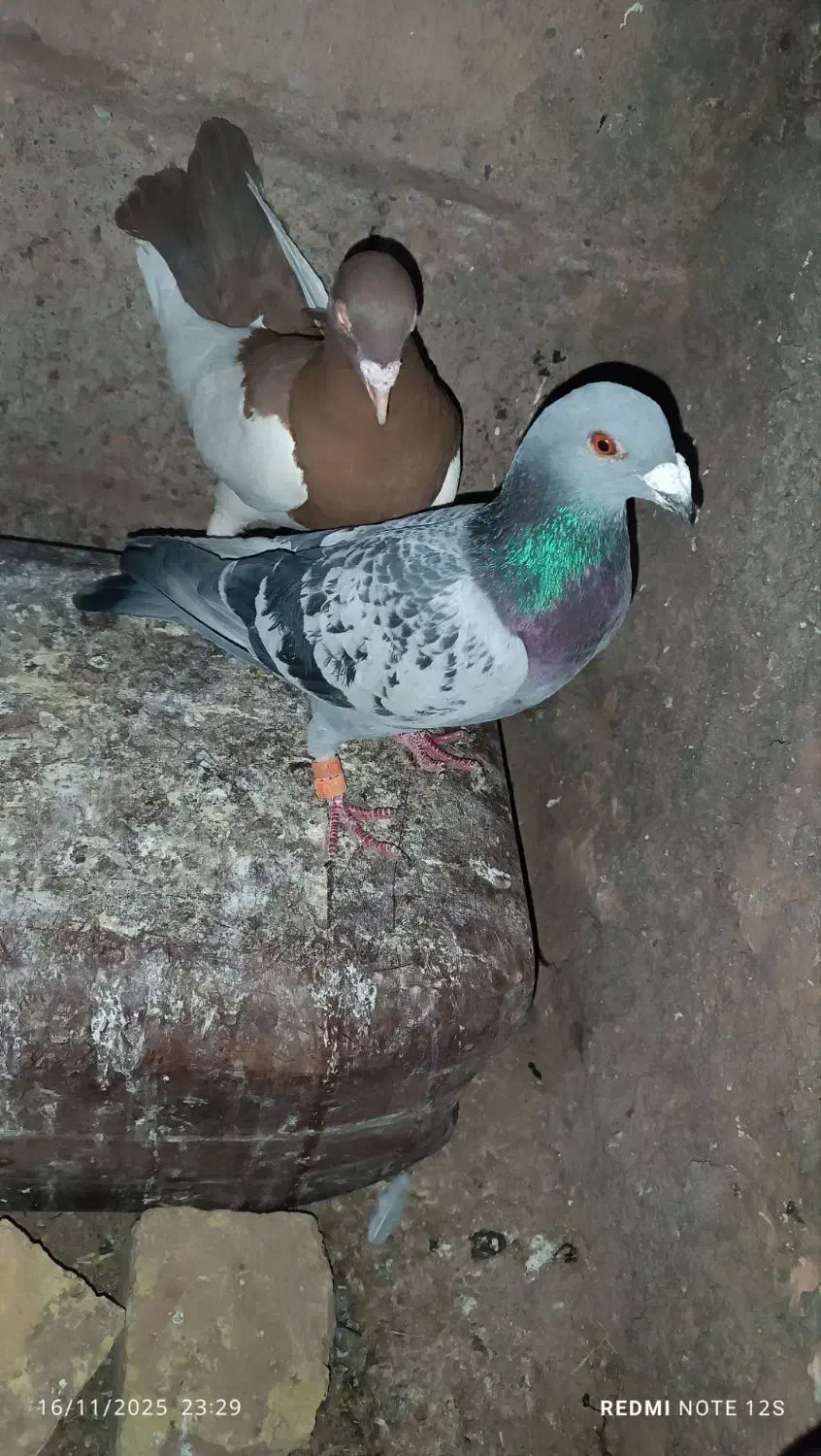 کبوتر|پرنده|سبزوار, صالح آباد|دیوار