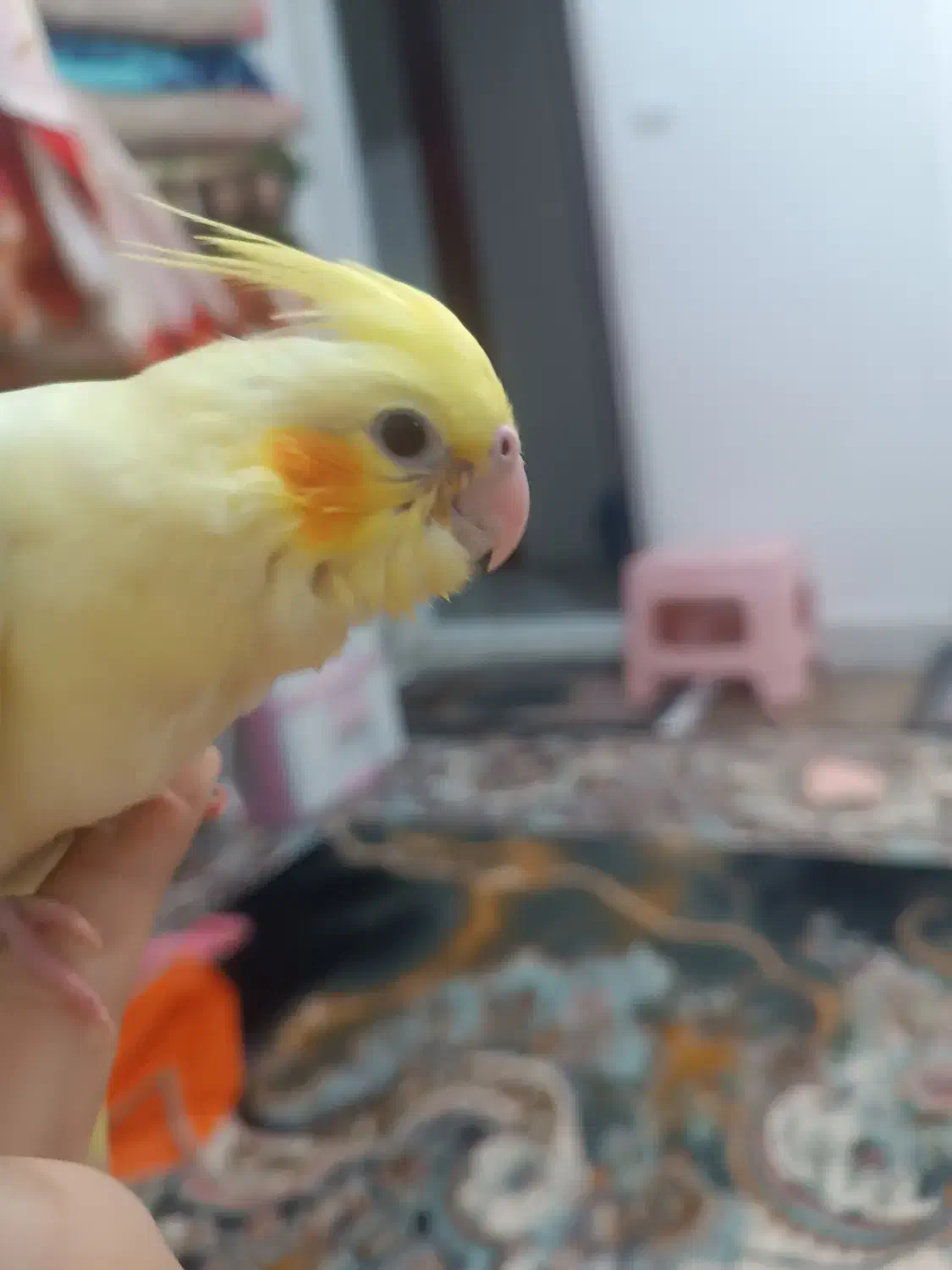 جوجه عروس|پرنده|ایوانکی, |دیوار