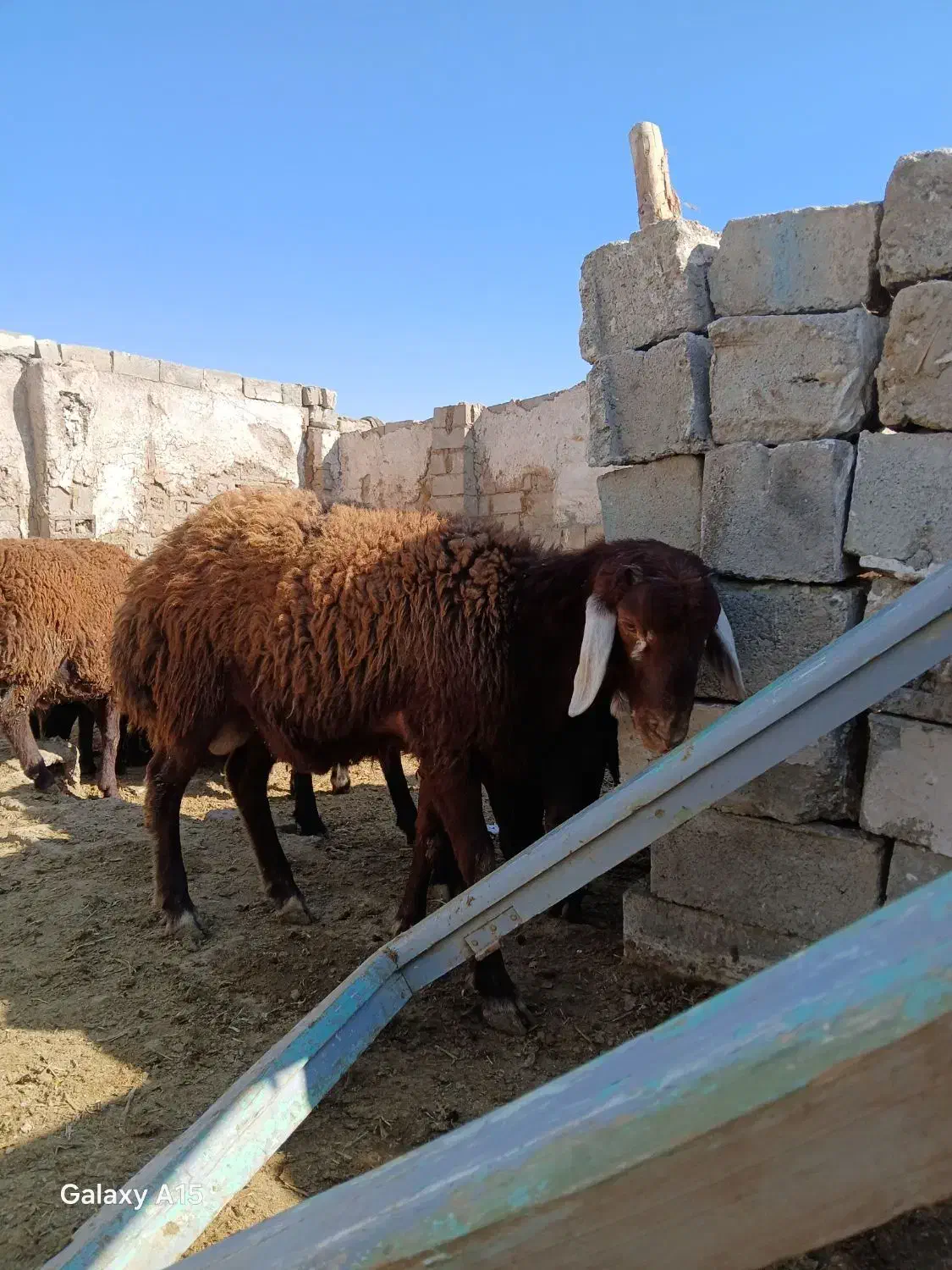 بره نر پرواری|حیوانات مزرعه|محمدبار, |دیوار