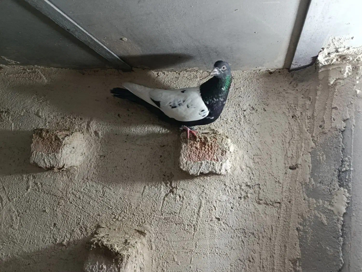 کفترطوقی|حیوانات|اردبیل, |دیوار