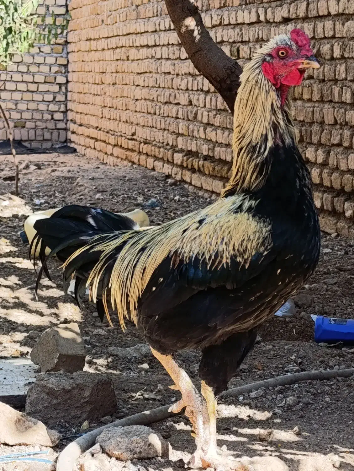 خروس|پرنده|رامند, |دیوار