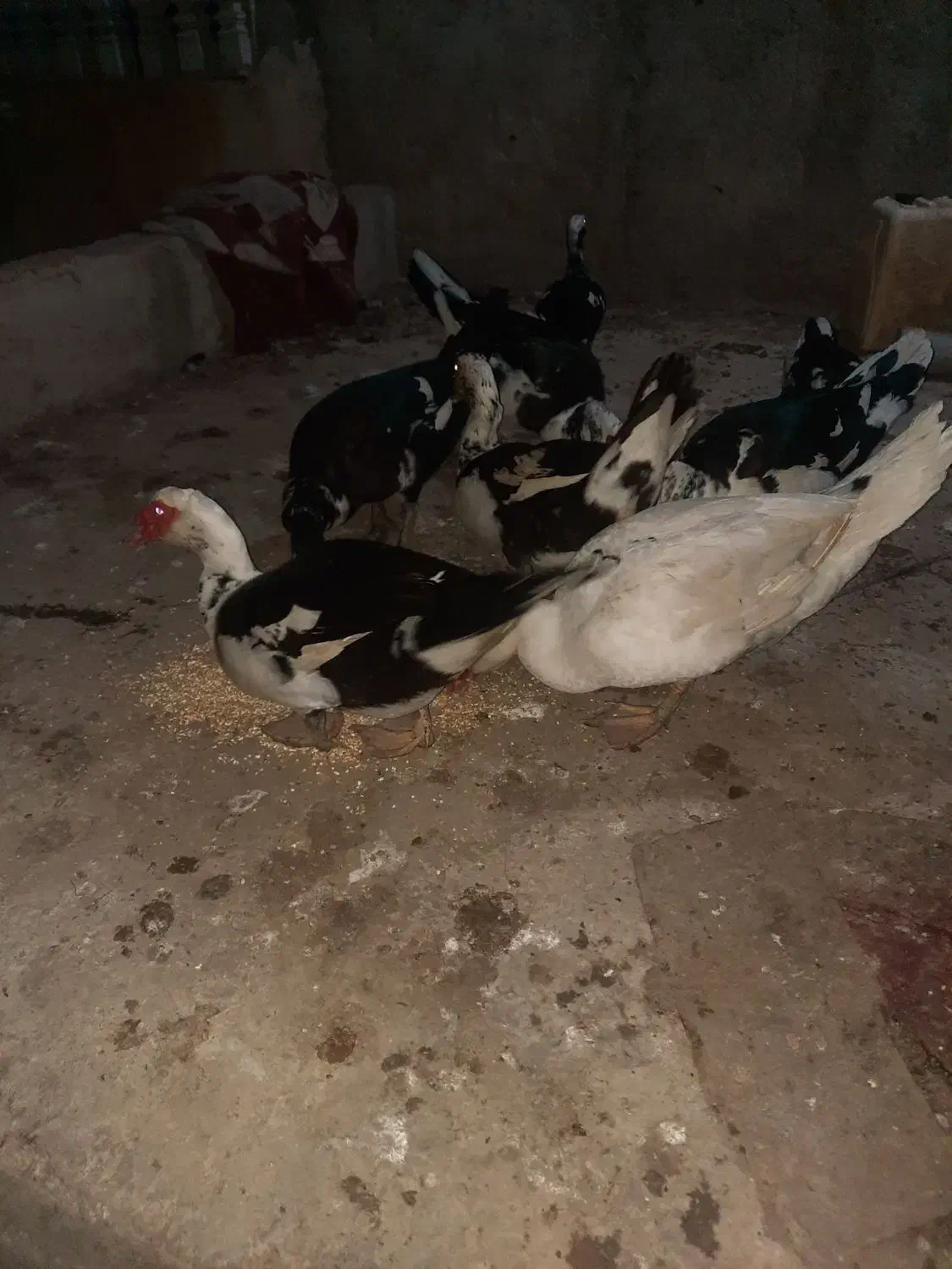 فروش گله اردک خارجی نر وماده درشت|حیوانات مزرعه|ساری, |دیوار