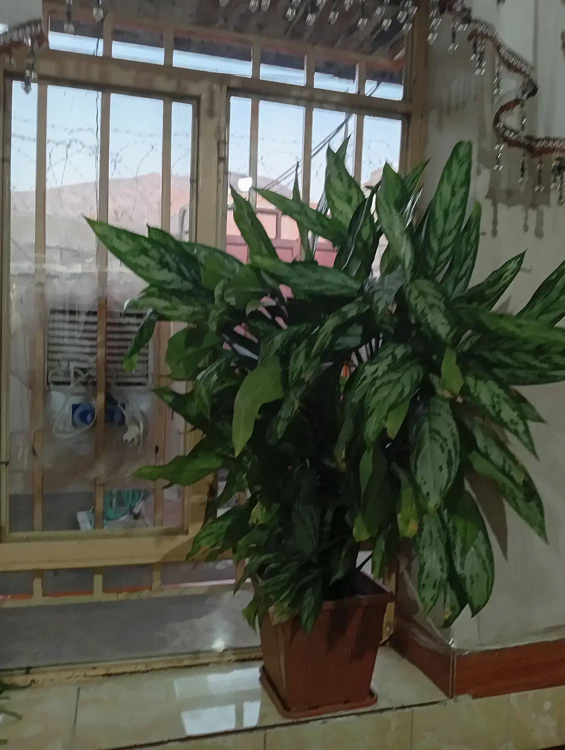 گلی جوان و گوره|گل و گیاه طبیعی|بانه, |دیوار