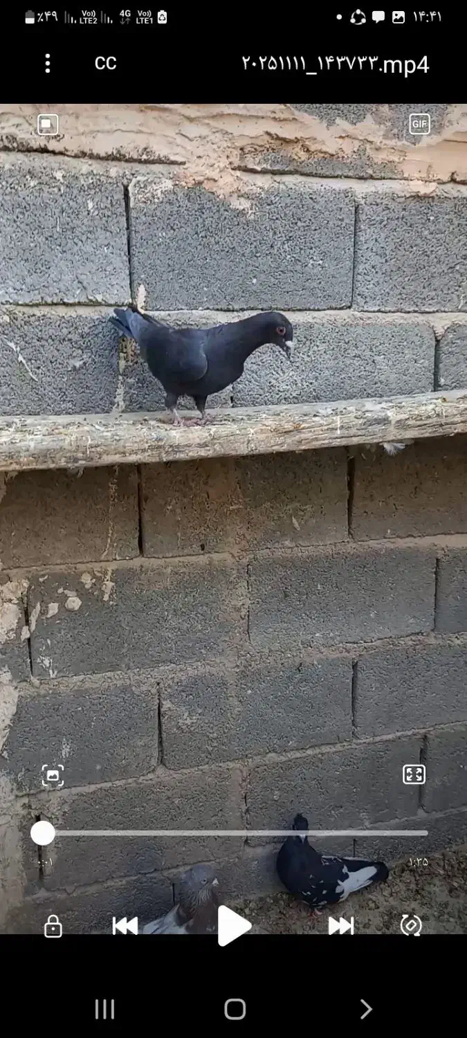 کفتر  کشکی سینه|پرنده|شیراز, بید زرد|دیوار