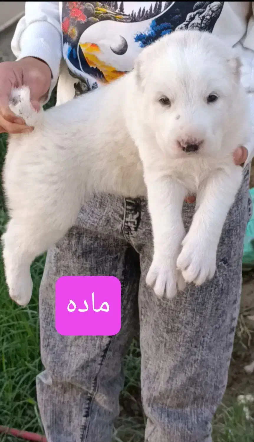 توله آلابای نر ماده|سگ|تهران, تهرانپارس شرقی|دیوار