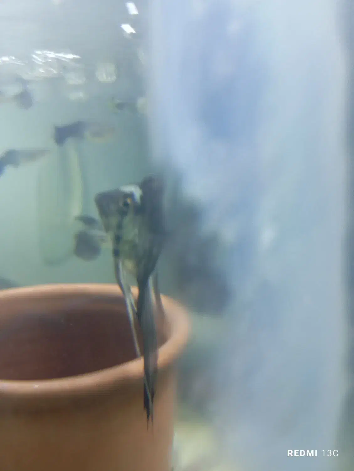 ماهی|ماهی|جهرم, |دیوار