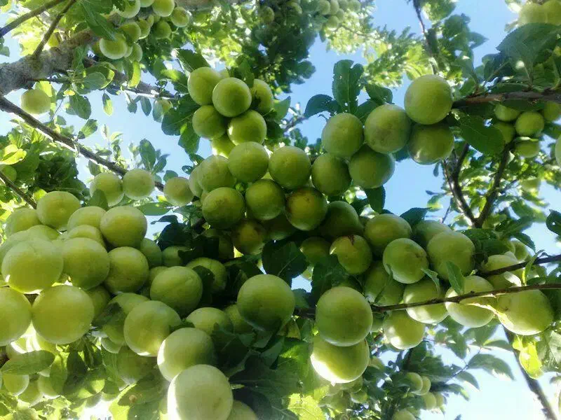 فروش نهال های خوشه ای|خدمات باغبانی و درختکاری|شاهینشهر, برخوار غرب|دیوار