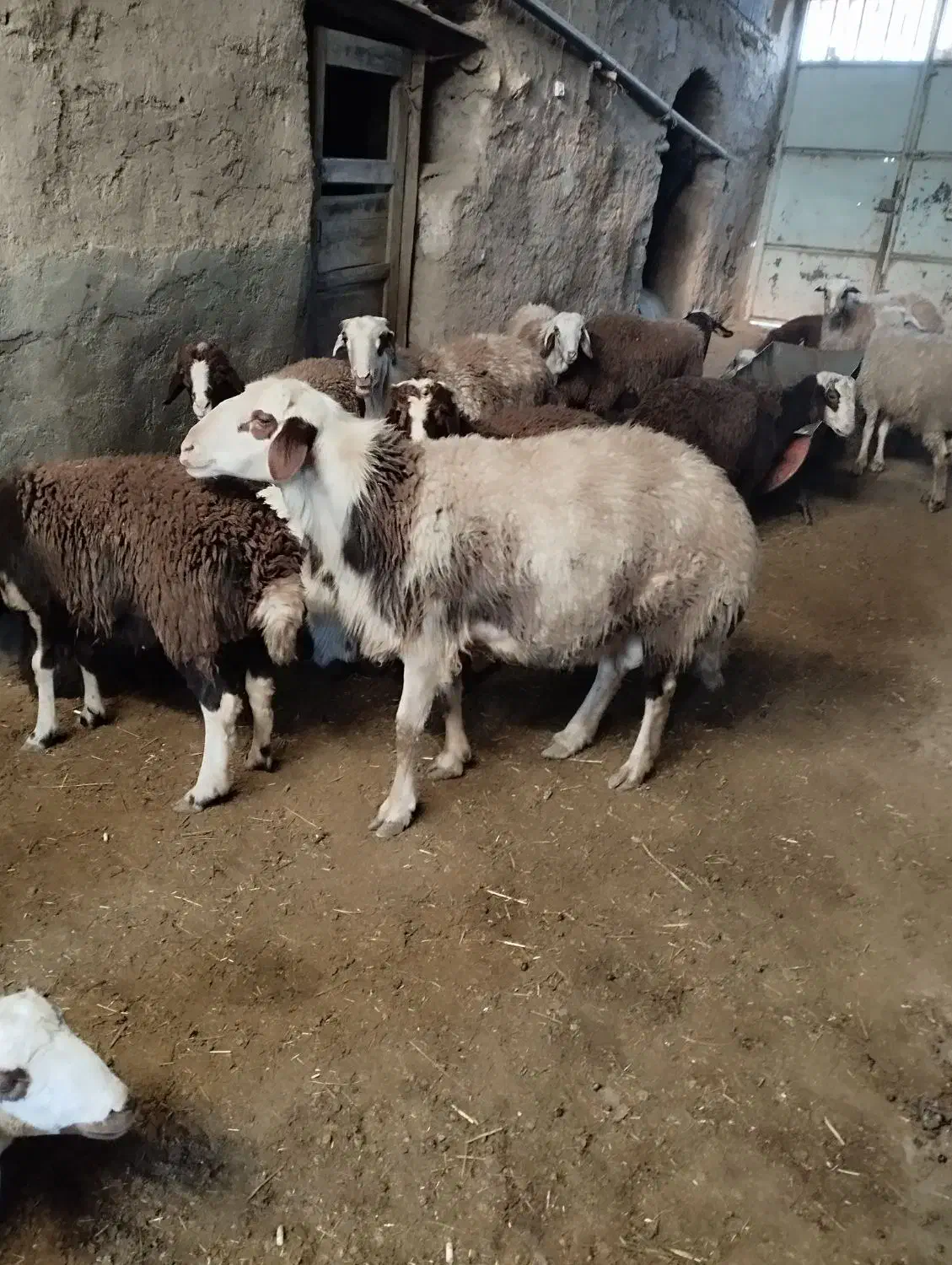 قوچ پلنگی|حیوانات مزرعه|خنداب, |دیوار