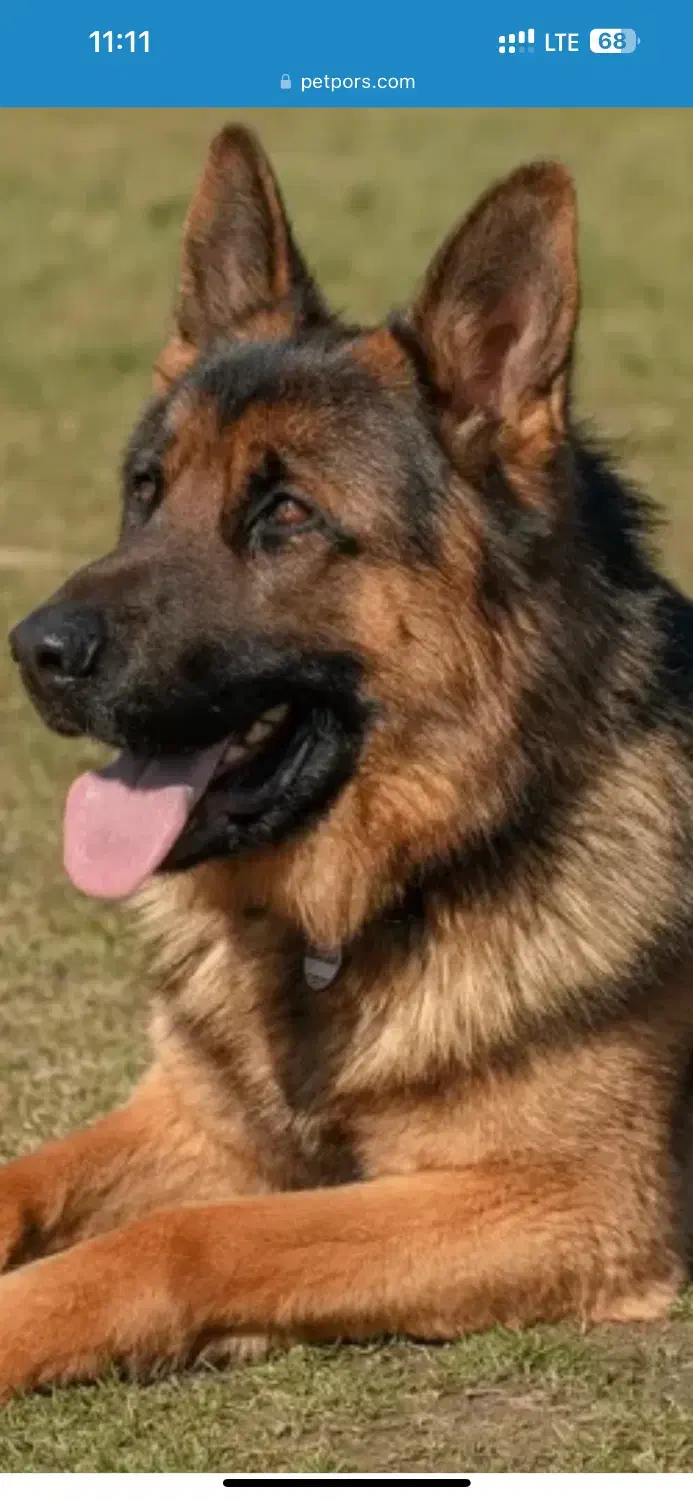 سگ ژرمن شپرد|سگ|بوکان, |دیوار